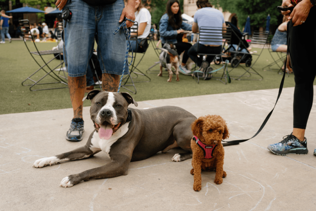 Dog Trainer in San Antonio, TX: How to Choose the Right One in 2026
