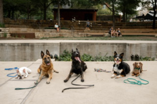 Puppy Training in San Antonio, TX: A Complete Local Guide for New Owners