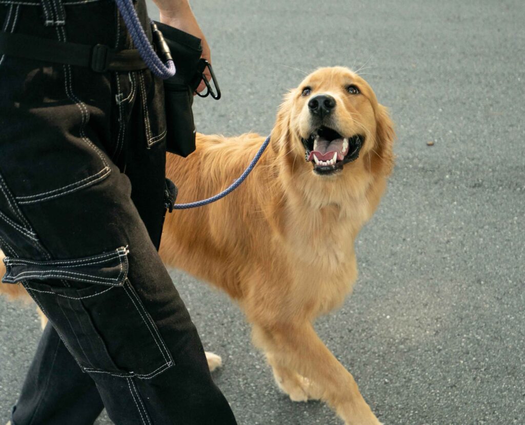 Puppy Training Scaled 1 1.jpg
